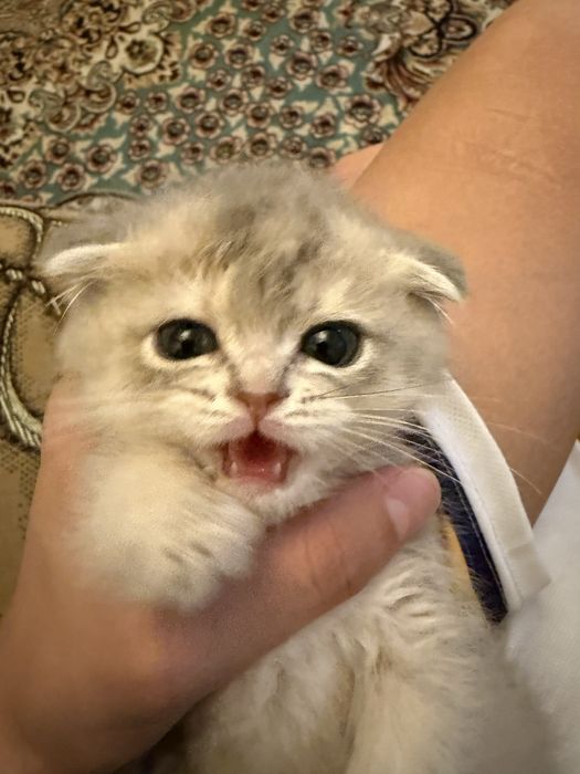 Scottish Fold (Shotlandiyalik bukilgan quloqli mushuk)