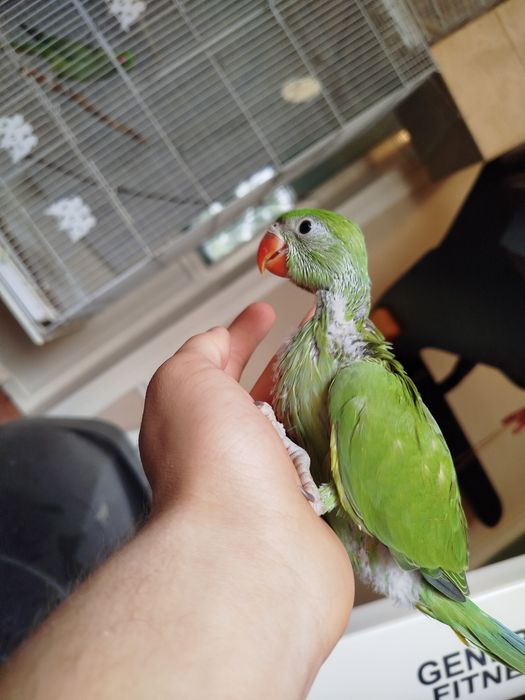 Ручные ожереловые попугаи