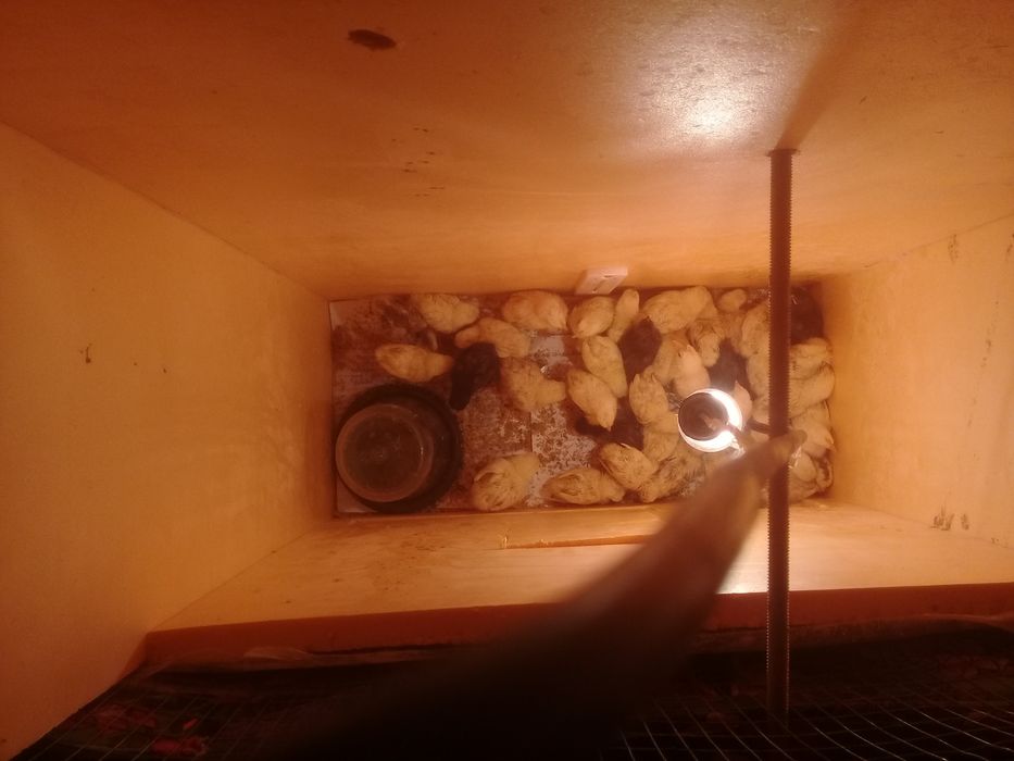 Joydori honaki tovuq tuhumlariДомашнее куриное яйцо Domestc hen's eggs