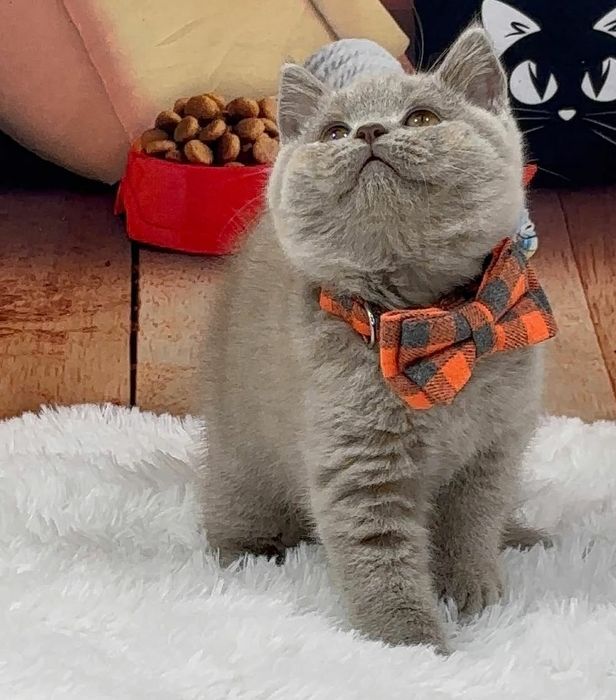 British Shorthair
