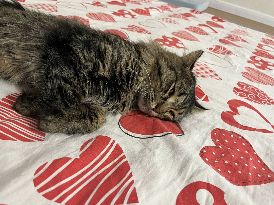 Потерялся кот,Алматы!