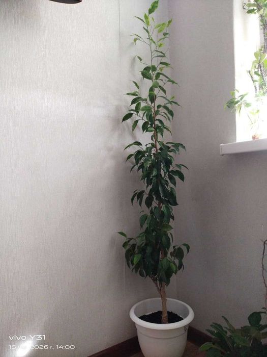 Продам Цветы, Разные