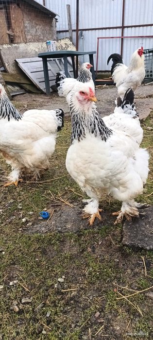 Ouă incubat Brahma HD