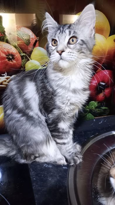 Мейн кун. Котята.