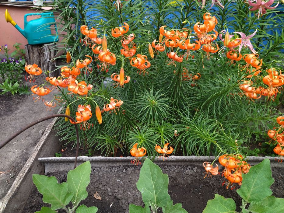 Продам корни лилий