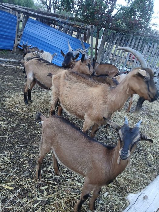 Capre, iezi și un țap de vânzare
