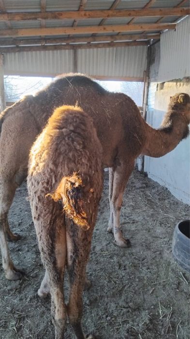 Екі тайлақты түйелер сатылады