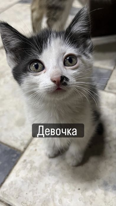 Котята милые прекрасные ласковые