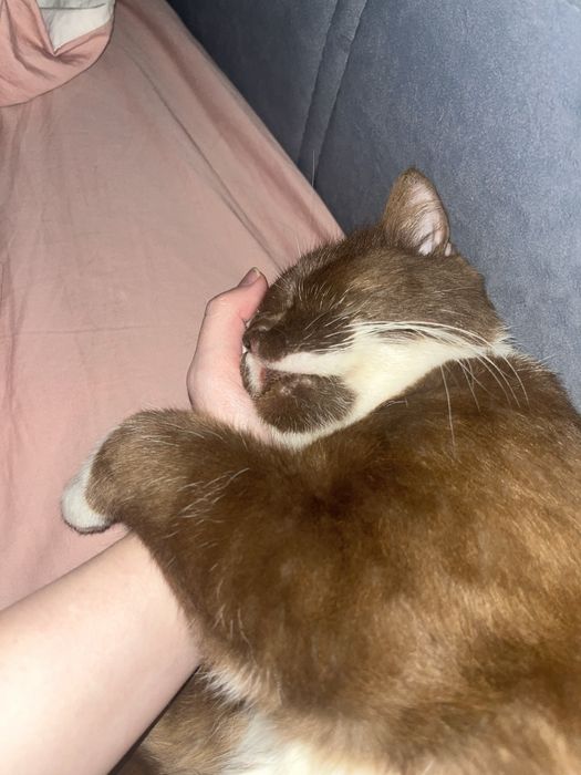 британская кошка в добрые руки