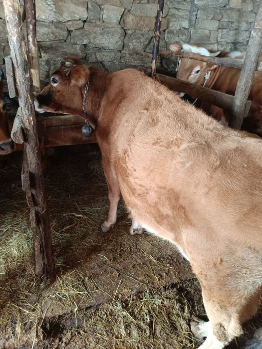 Продавам 40 броя крави