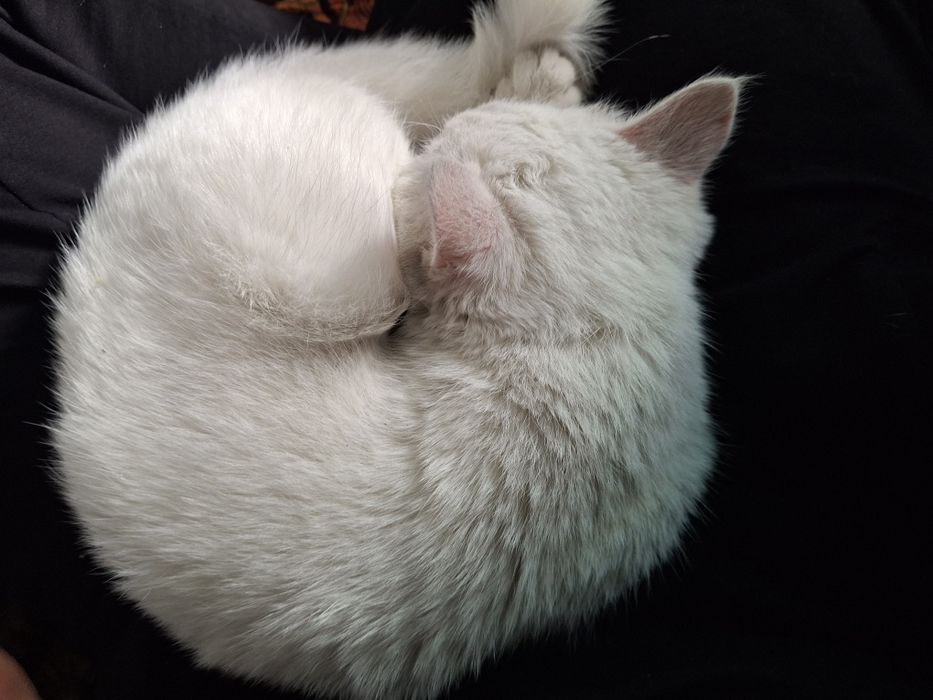 Qordoq oq mushukcha sotiladi 7 oylik ishtaxasi yaxsi