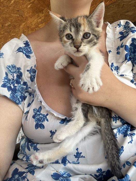 Adoptie pisicute dragalase