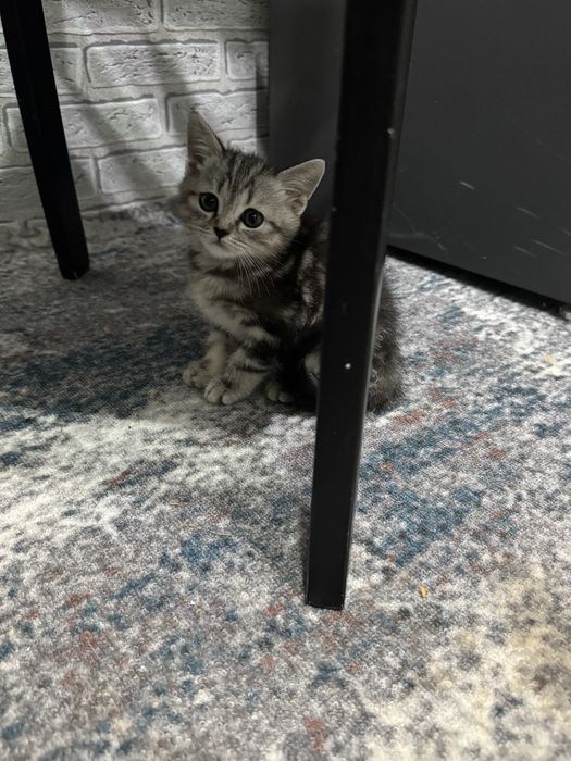 Котенок в добрые руки
