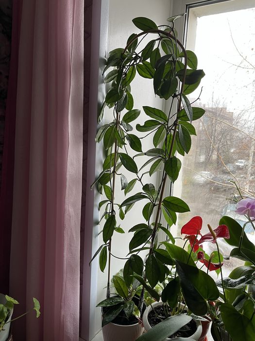 комнатные растения