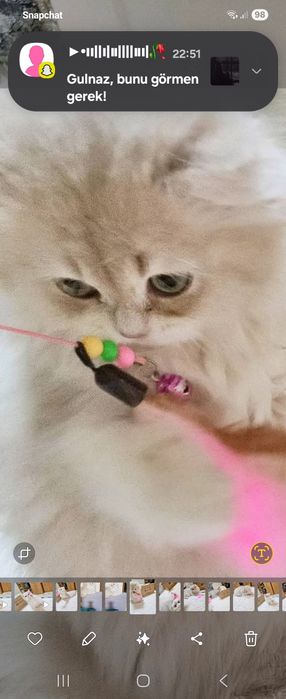 Британски котенца лилаво злато