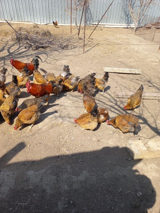 Продам инкубационное яицо