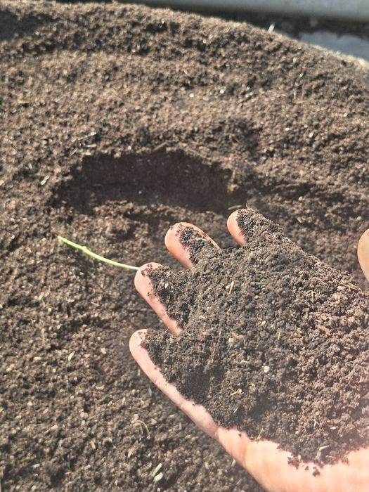 Toza elanga biyagomis