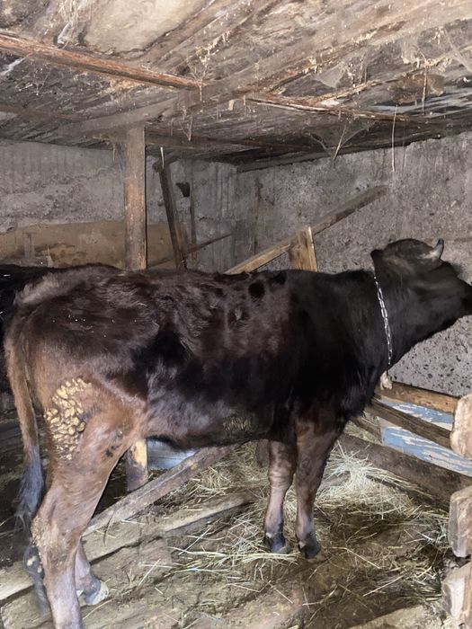 Продам коров цена от 800до 1м