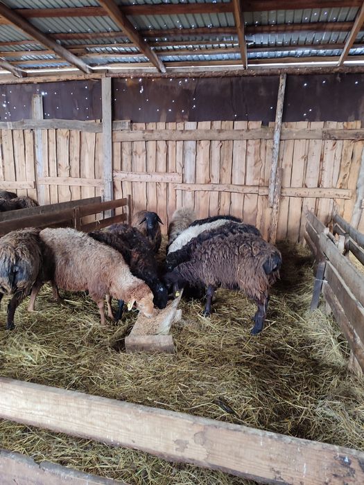 Продам баранов живьём матки