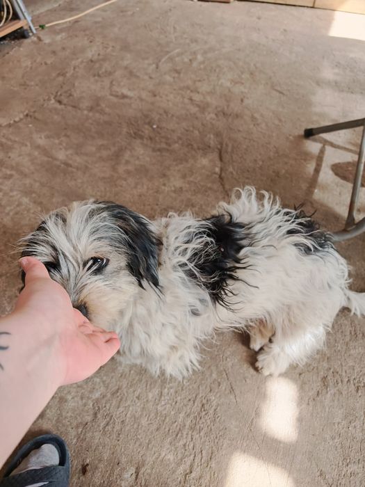 Adopție câini baiat+fata