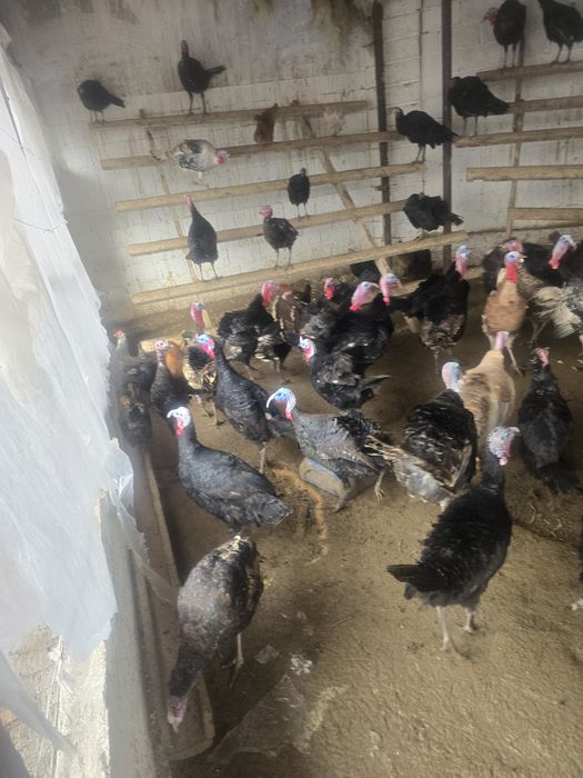 Индюк тер сатылады