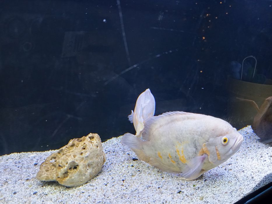 Продавам Астронатус, читала и гицебис.