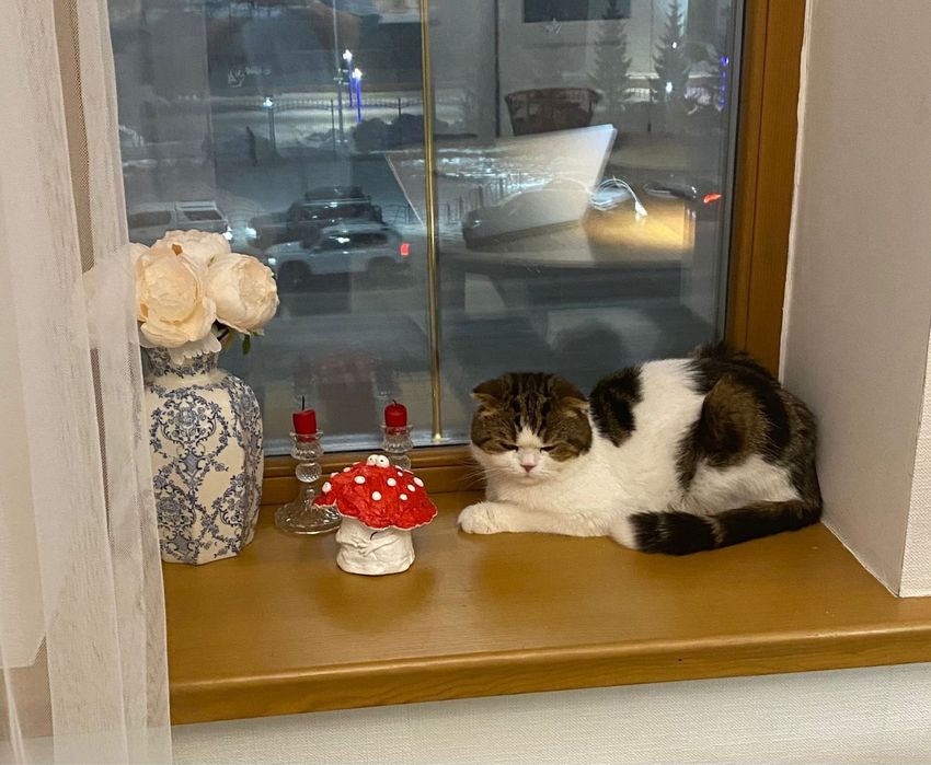 Кот по имени Феофан