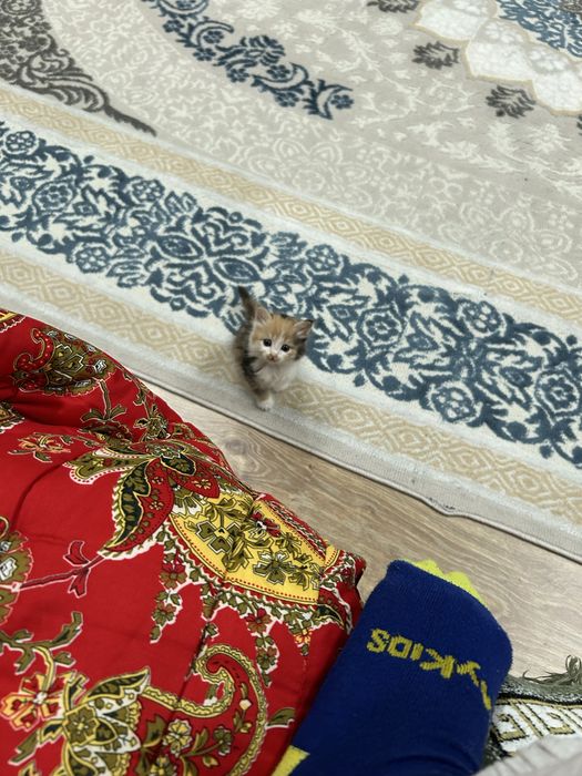 Милая кошка мальчик