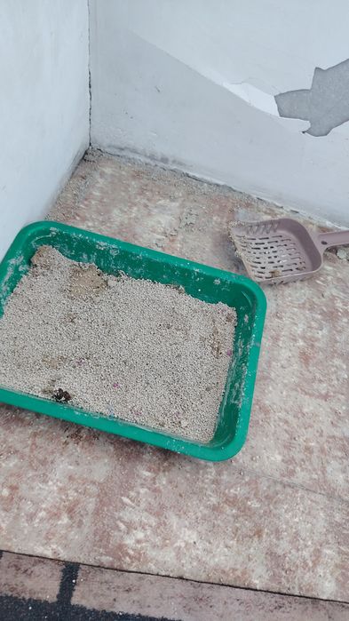 Отдам котёнка в добрые руки