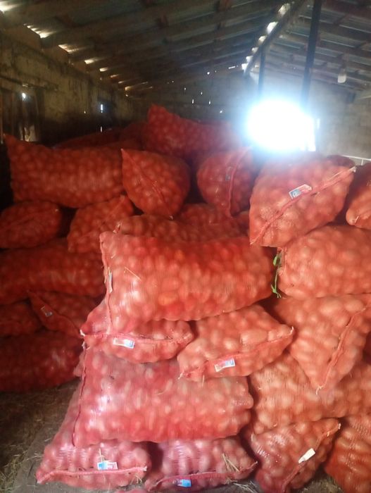 Картошку продам  красную