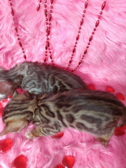 Продам бенгальских котят девочек