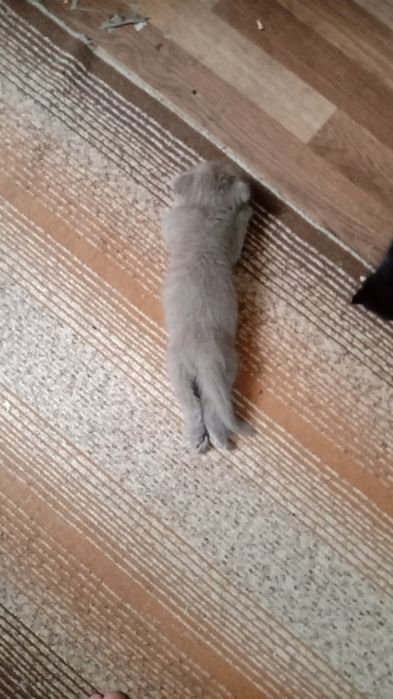 Шатланский вислоухий