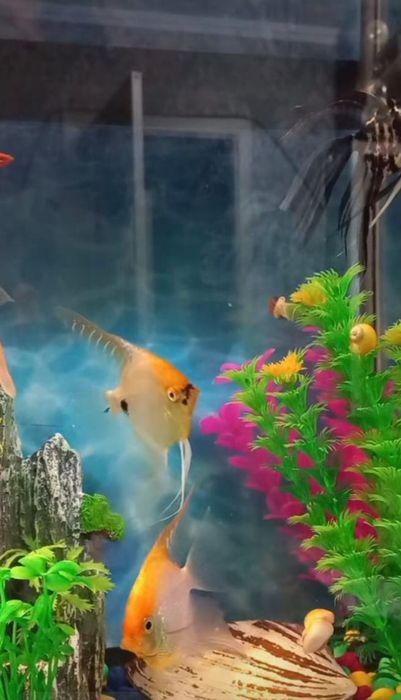 Аквариум и клетка для попугая