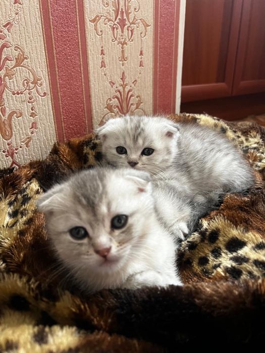 Котята шиншиллы