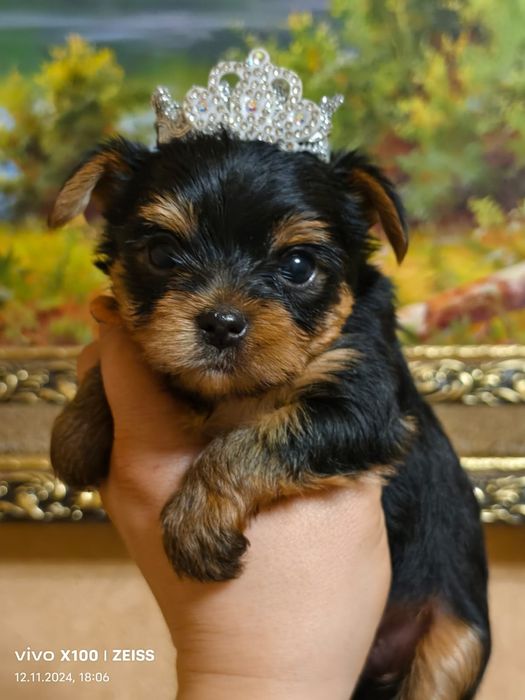 Очаровательные щенки Йорка.