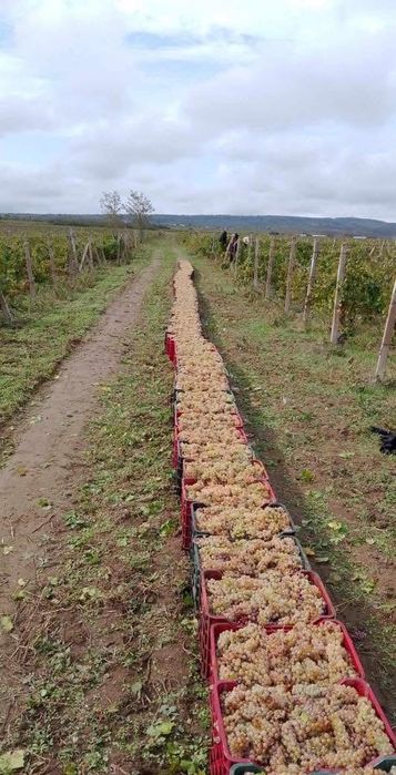 Struguri de vin soate soiurle