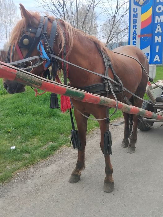 Vând un mânz de doi ani jumate ies cu trei