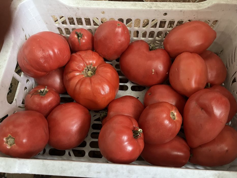 Помидоры,огурцы продам звоните п