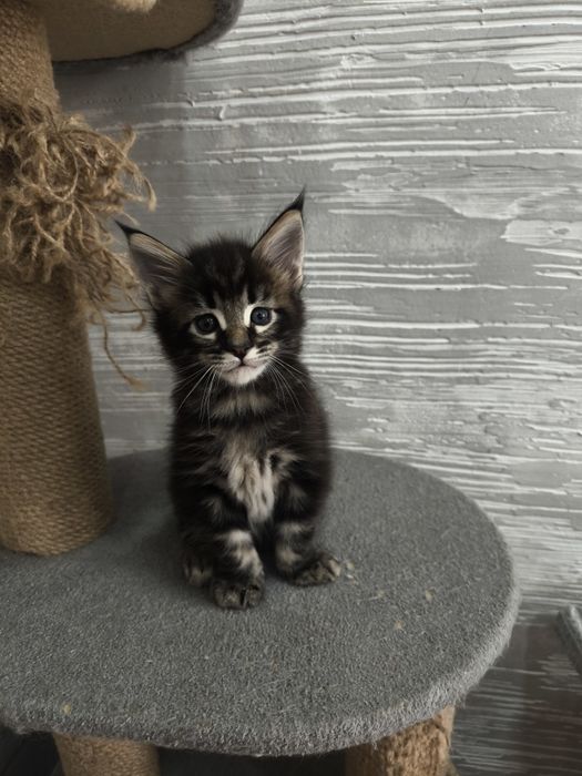 Продам котят Мейкун