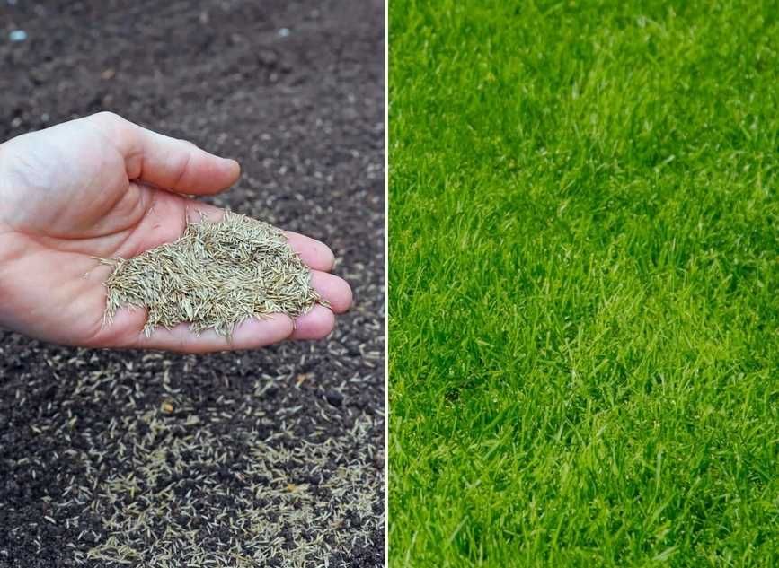 Газон посевной Рулонный газон