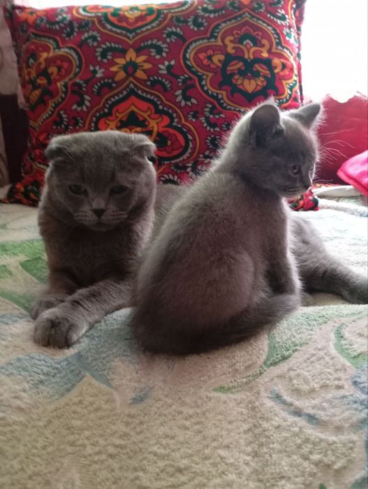 Scottish Fold 2 oyli  qiz bola Fargʻona shahar