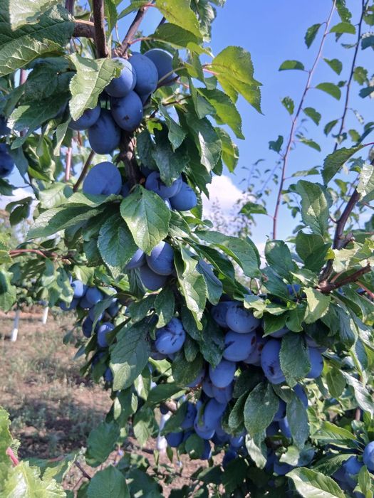 Salut  am prune naturale