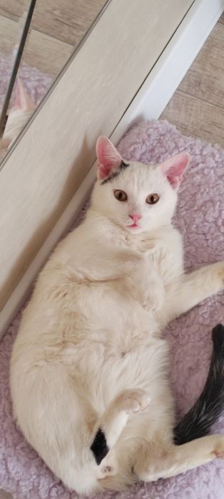 Ищет семью Кот . Павлодар