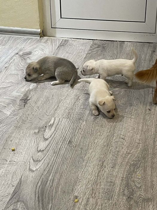 Малки  здрави бебета шпиц