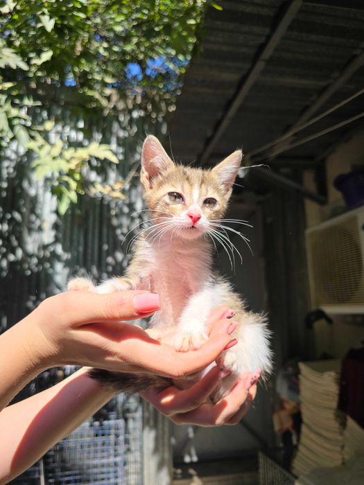 Котята ищут семьи!
