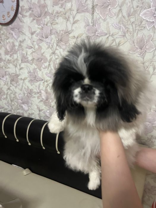 Девочка пекинеса