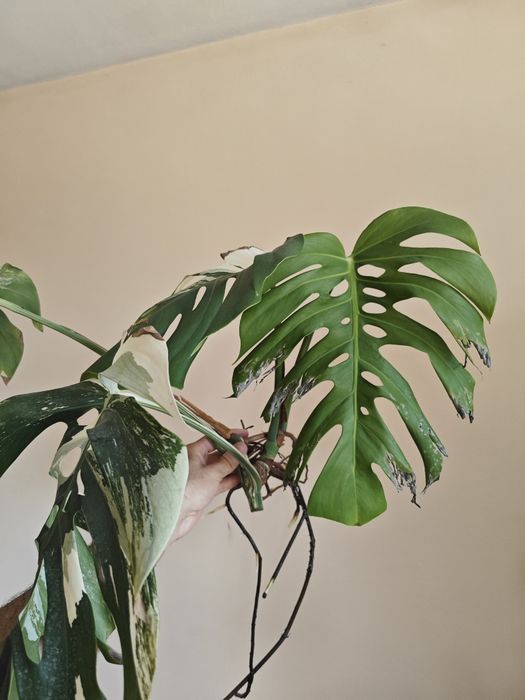 Монстера Албо/ Monstera Albo