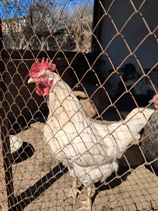 Продам домашних петухов