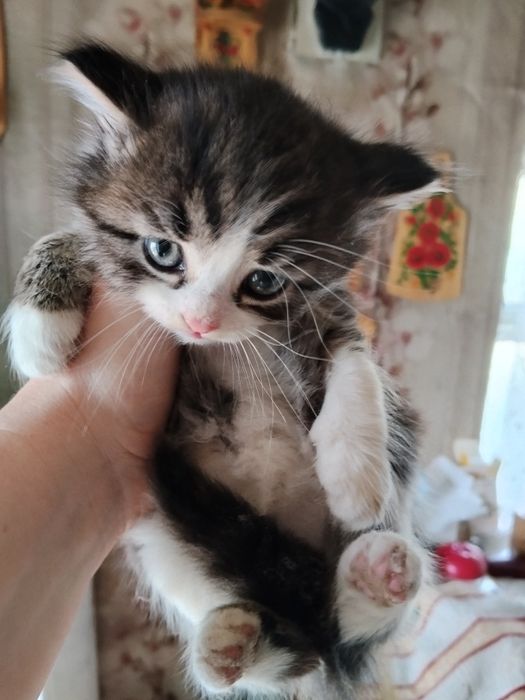 Отдадим котят в добрые руки!