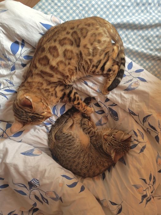 Бенгальская кошка